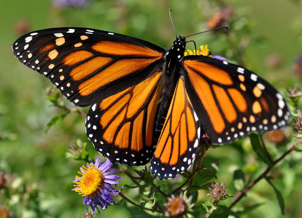 danaus-plexippus-plexippus