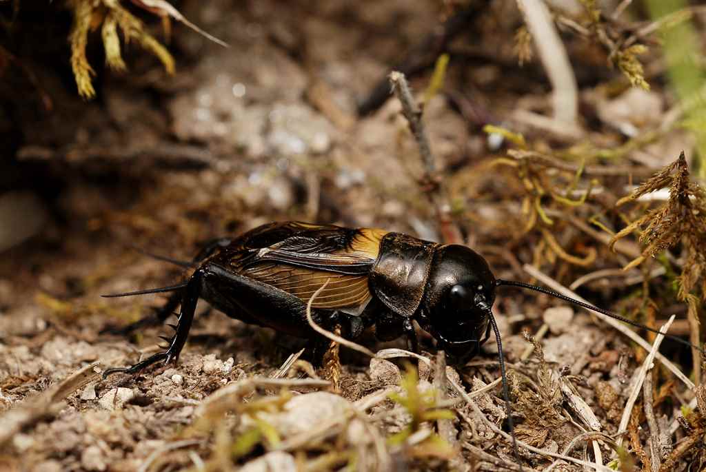 mezei-tucsok-gryllus-campestris-napimagazin