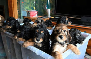 Rekordot döntött egy brit kutya: 17 kölyök született 13 órás vajúdás után