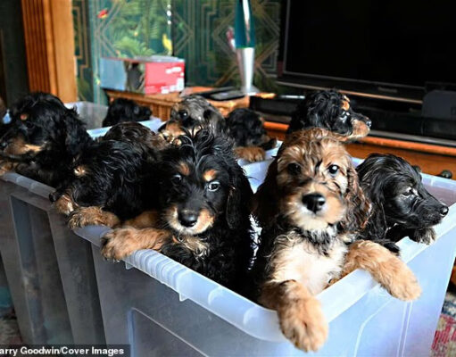 Rekordot döntött egy brit kutya: 17 kölyök született 13 órás vajúdás után