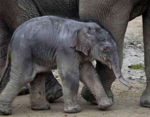 Arun lett a fővárosi állatkertben született kiselefánt neve