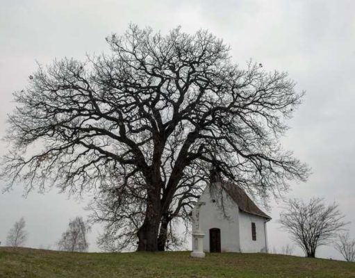 Bátaszék legöregebb fája, a molyhos tölgy lett az év európai fája