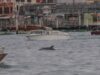 Delfin bukkant fel Velence szívében – a Canal Grandén úszó állat miatt óvatosságra intenek