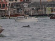 Delfin bukkant fel Velence szívében – a Canal Grandén úszó állat miatt óvatosságra intenek