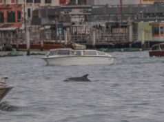 Delfin bukkant fel Velence szívében – a Canal Grandén úszó állat miatt óvatosságra intenek