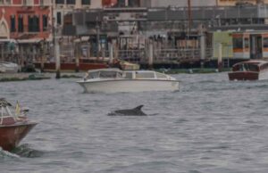 Delfin bukkant fel Velence szívében – a Canal Grandén úszó állat miatt óvatosságra intenek