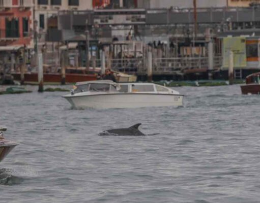 Delfin bukkant fel Velence szívében – a Canal Grandén úszó állat miatt óvatosságra intenek