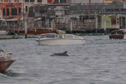 Delfin bukkant fel Velence szívében – a Canal Grandén úszó állat miatt óvatosságra intenek