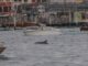 Delfin bukkant fel Velence szívében – a Canal Grandén úszó állat miatt óvatosságra intenek
