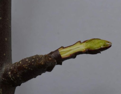 A mínuszok ellenére kiemelkedő lehet a gyümölcstermés