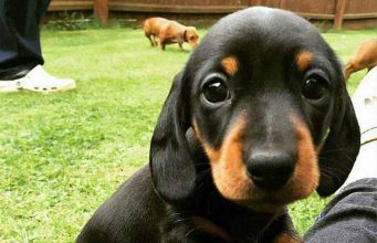 Szilveszterkor is kiemelten fontos a háziállatok védelme