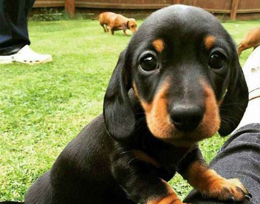 A kutyatartás csökkentheti a halálozás kockázatát egy svéd kutatás szerint