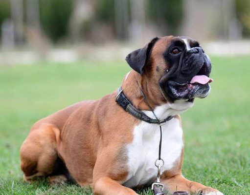 Imádod az állatokat? Akkor válogass a „kutyás” szakmák közül!