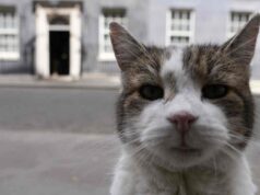 Larry, a Downing Street igazi ura – a brit politika legismertebb macskája újra reflektorfénybe került