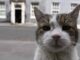 Larry, a Downing Street igazi ura – a brit politika legismertebb macskája újra reflektorfénybe került