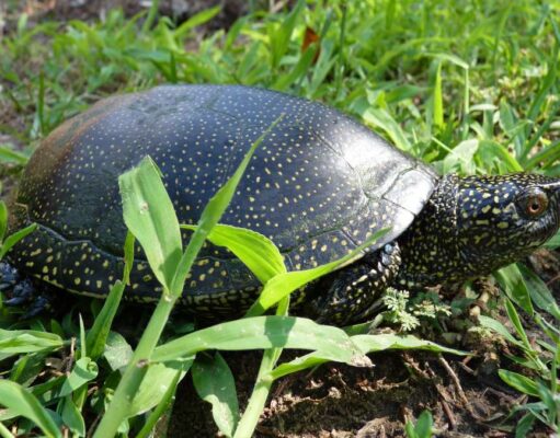 Érdemes figyelni ebben az időszakban az úton átkelő mocsári teknősökre