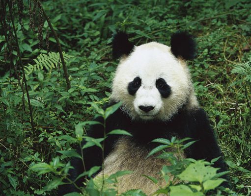 Az eddig ismert legősibb óriáspanda DNS-t találták meg egy kínai barlangban