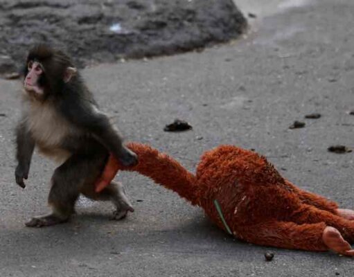 Punch, a plüssmajmát ölelő kis makákó meghódította az internetet – így próbálják megmenteni és beilleszteni Japánban